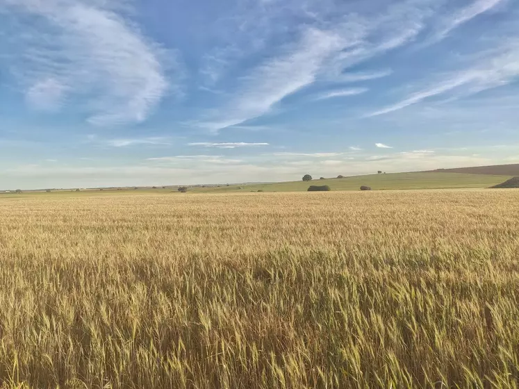 Champs de céréales desséché en Espagne