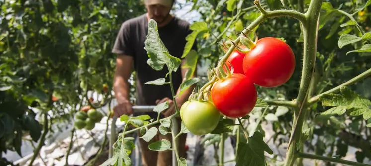 tomates bio cultivées en maraîchage bio intensif