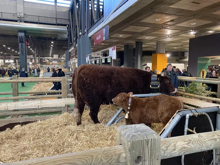 La vache salers Ovalie au salon de l'Agriculture.