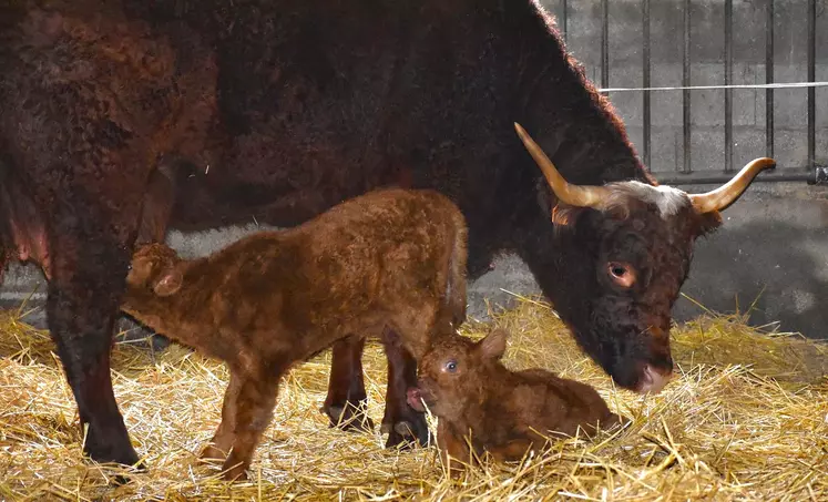 Ovalie, vache égérie du salon de l'agriculture 2023, et ses deux veaux