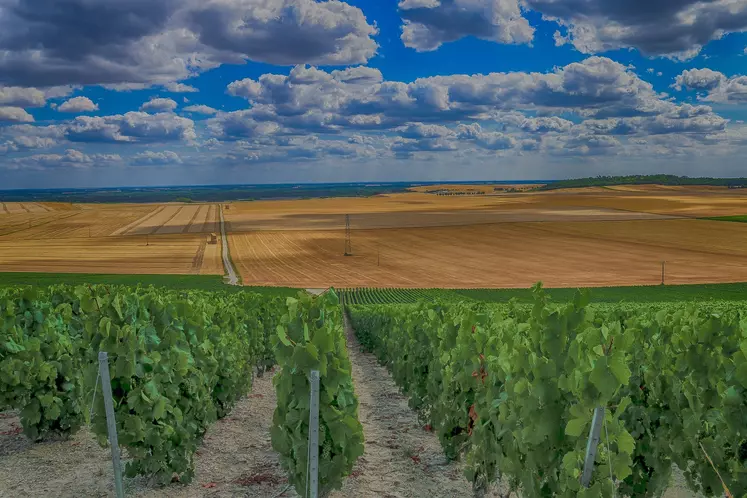 Paysage de vigne et champ de céréales en été