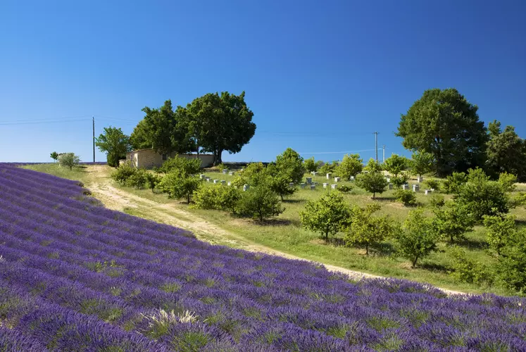 sénat