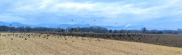 Nuées de corbeaux au-dessus des champs