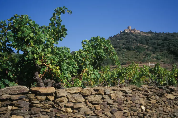vigne occitanie