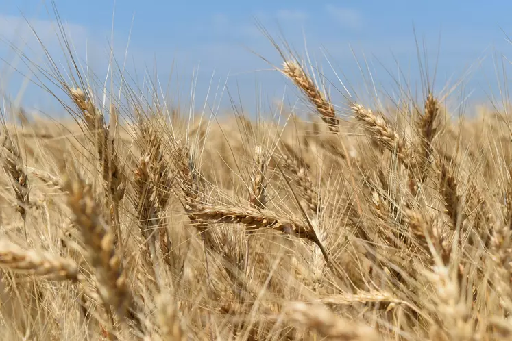 céréales ukrainiennes