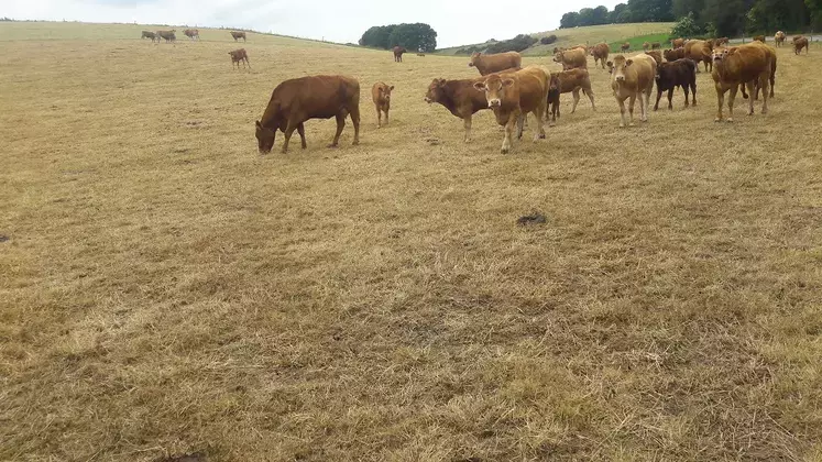 Vaches sur une prairie touchée par la sécheresse