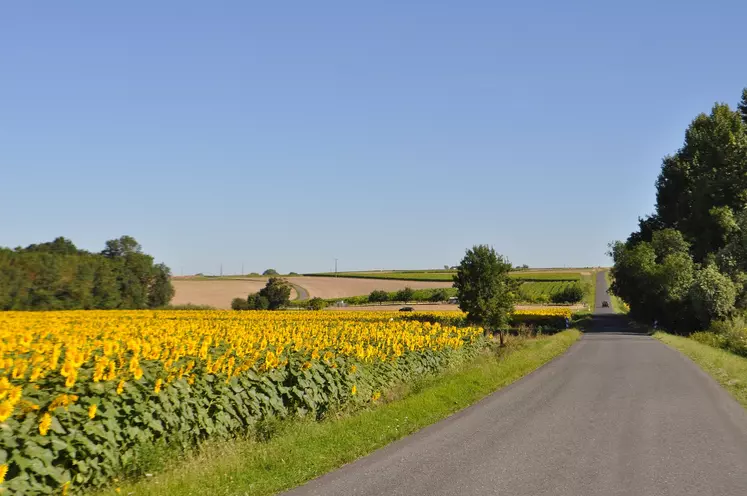 Champs de tournesol en France