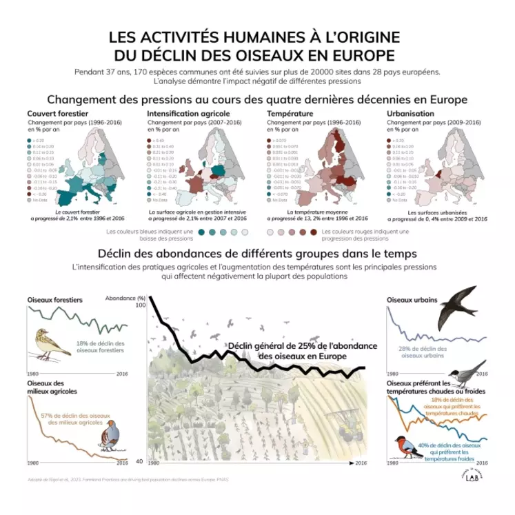 Schéma représentant le rôle des activités humaines sur le déclin des oiseaux en Europe
