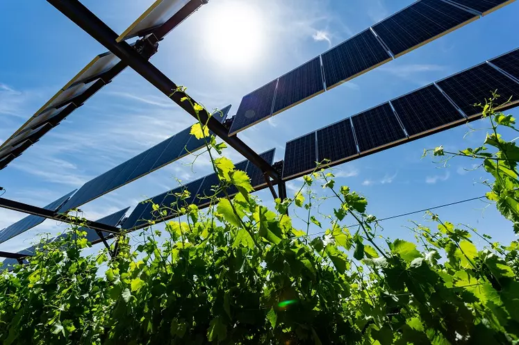 panneaux photovoltaïques sur des cultures 