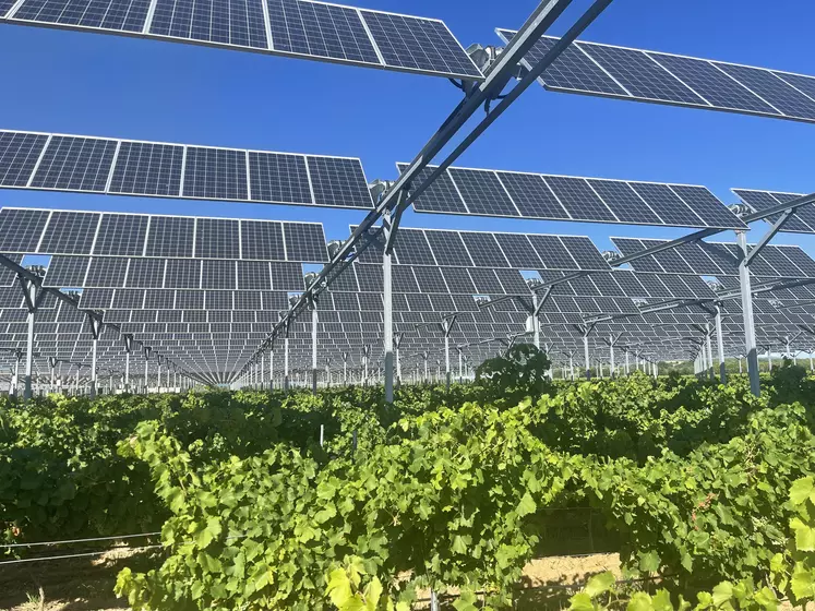 Site agrivoltaïque installé par Agri'Sun dans des vignes dans les Pyrénées orientales.