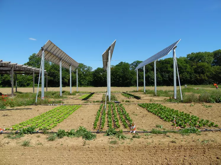 agrivoltaïsme, panneaux photovoltaïques au-dessus d'un champ