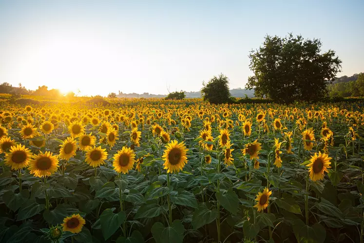 dérogation jachère tournesol guerre en Ukraine