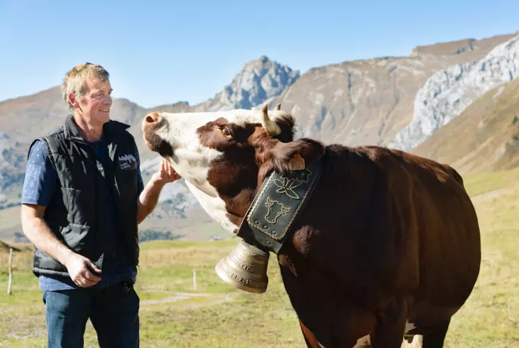 Neige, la race Abondance égérie du salon de l'agriculture