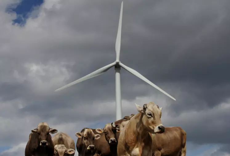 vaches et éolienne