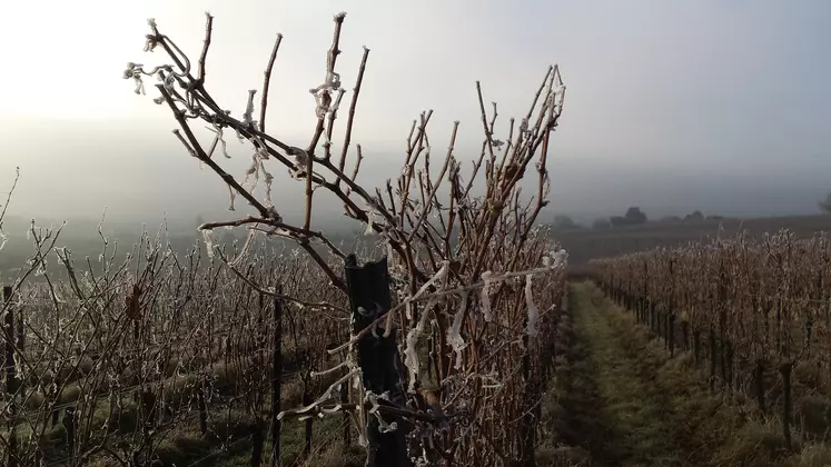 Vignes gelées