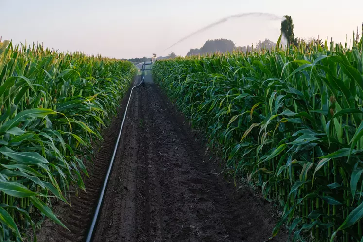 Parcelle de maïs semence irriguée en août 2021 dans le Loir-et-Cher.