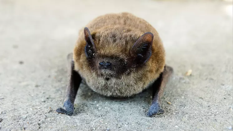 Chauve-souris pipistrelle 