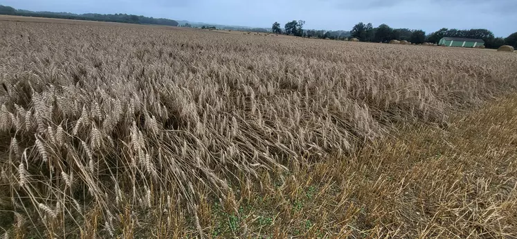 Parcelle de blé en Bretagne versé par la pluie 