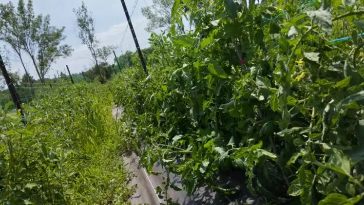 Parcelle communale de Grabels exploitée en maraichage près de Montpellier.