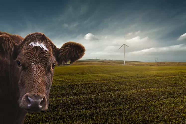 Image d'une vache devant une éolienne