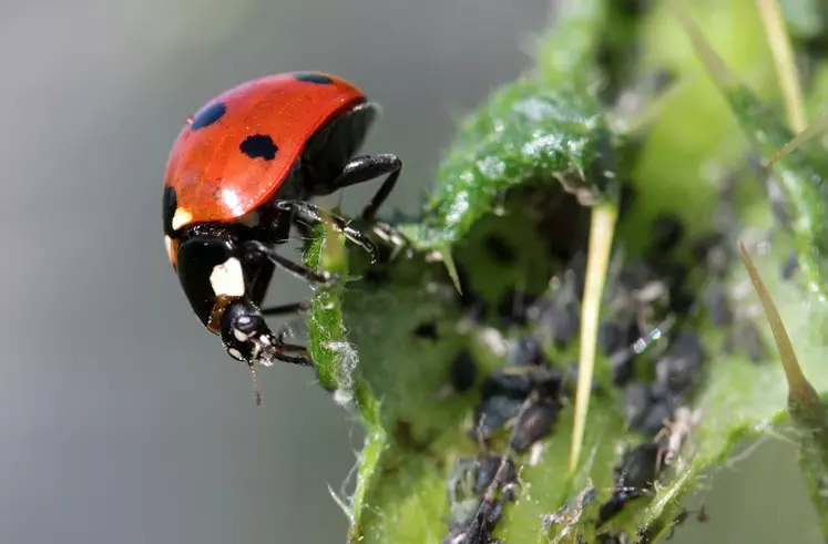 coccinelle sur une feuille