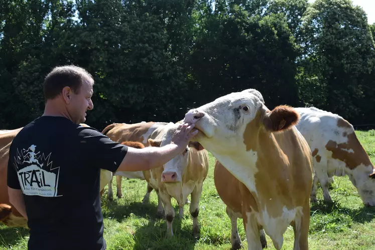 L'éleveur Xavier Le Gall au milieu de ses Simmental.