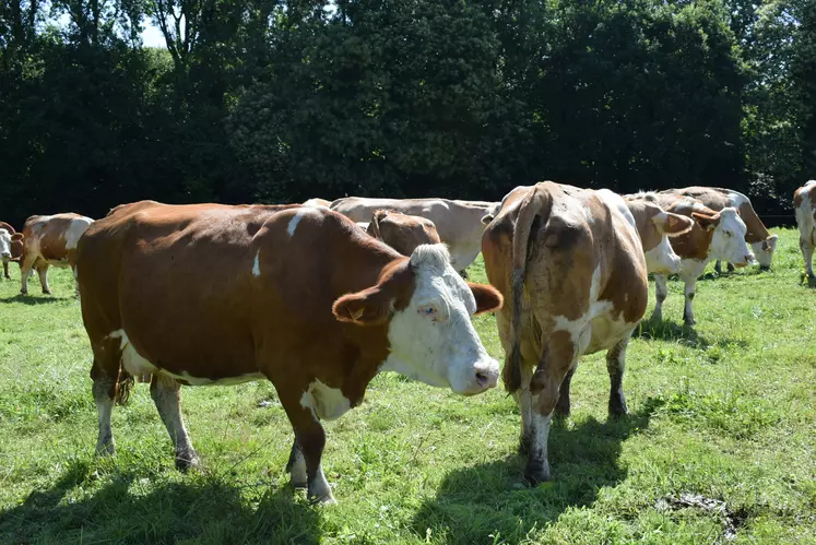 Le troupeau 100% Simmental de Xavier Le Gall