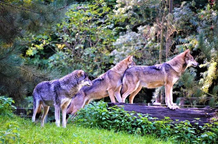 Où vit le loup en France ? Un site officiel lancé sur fond de tensions