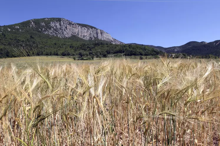 Champs d'orge bio devant une montagne