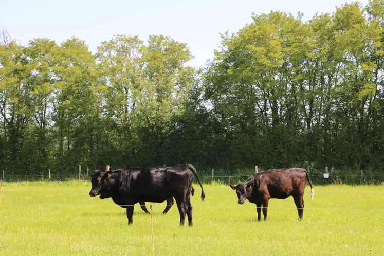 Haut conseil pour le climat