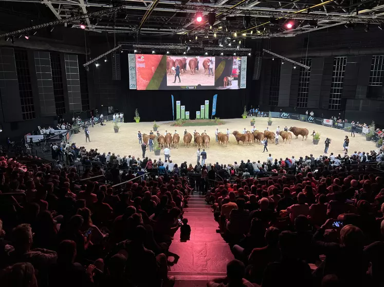 Concours limousin au Zénith d'Auvergne au Sommet de l'élevage 2023 à Cournon