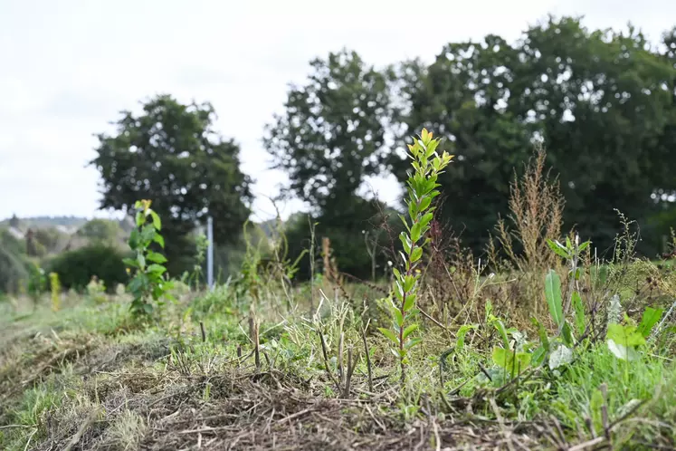 Plantation de haies agricoles