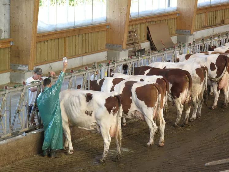 Vétérinaire faisant une perfusion à une vache dans une stabulation.