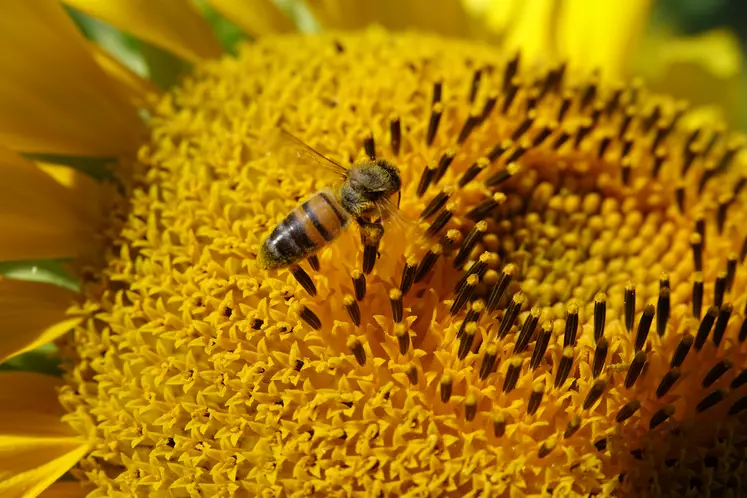 Abeille sur une fleur