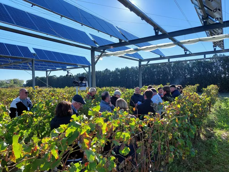 Des agriculteurs observant des vignes sous des ombrières photovoltaïques.