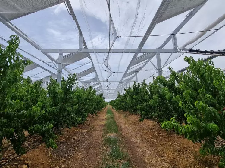 Panneaux agrivoltaïques au-dessus d'un vergers de nectariniers