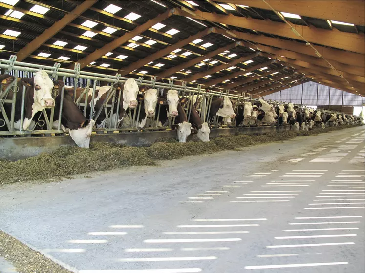Stabulation de vaches laitières