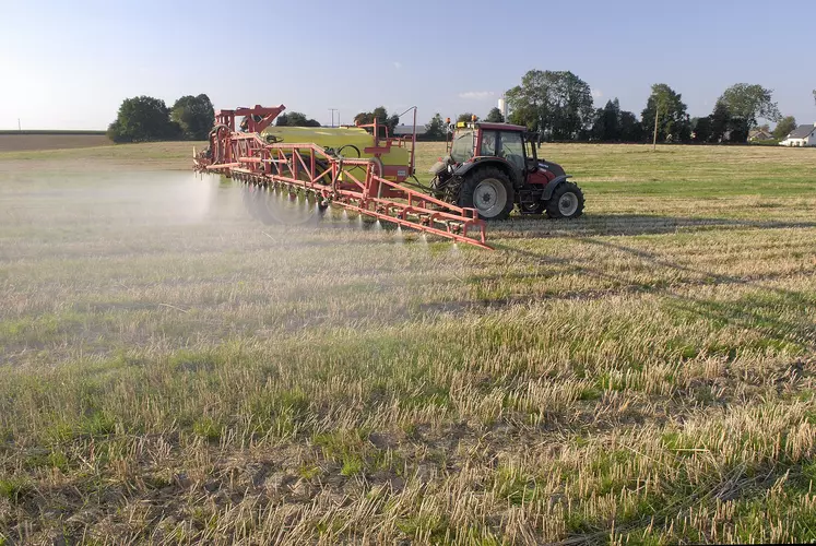Pulvérisation de glyphosate sur des repousses de blé dans un champ