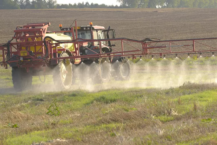 Pulvérisation de glyphosate sur des repousses de blé