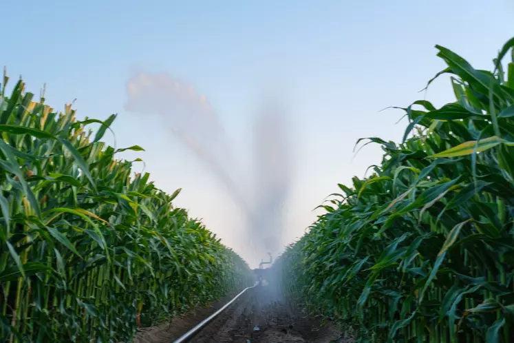 Irrigation de maïs