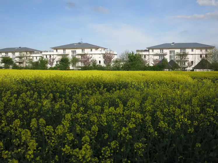 Construction d'habitations à côté d'un champ de colza