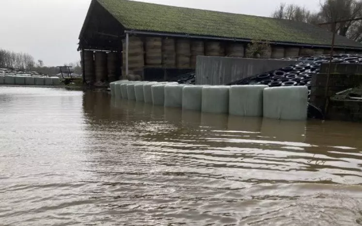 Ferme laitière du Pas-de-Calais touchée par les inondations.