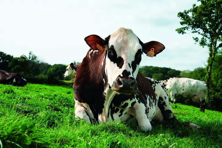 Oreillette, vache normande, égérie du Salon de l'agriculture 2024