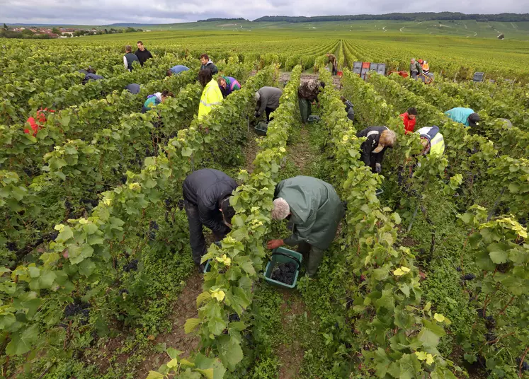 Travailleurs saisonniers pour les vendanges en Champagne