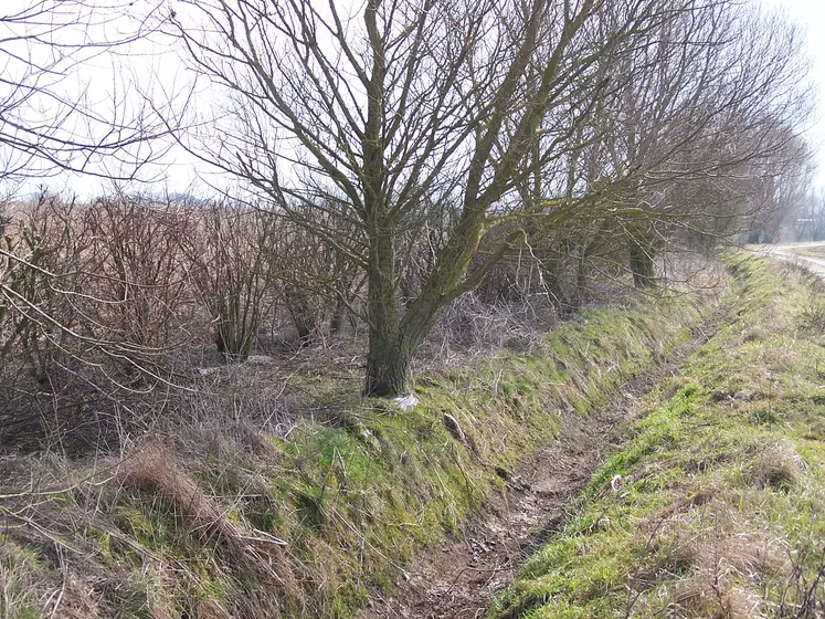 Fossé près d'une parcelle agricole