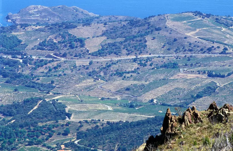  Vignoble de Collioure dans les Pyrénées orientales