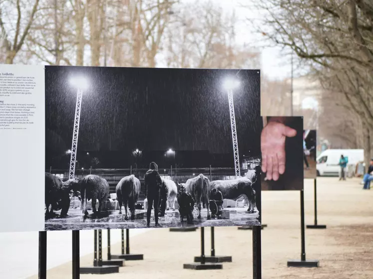 Photos de Paris Match sur le salon de l'Agriculture exposées sur les Champs élysées à Paris