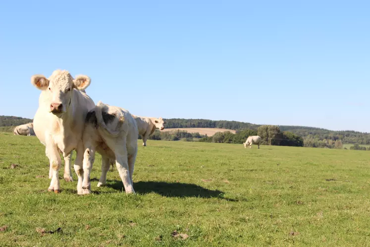 Vache charolaise dans un champs