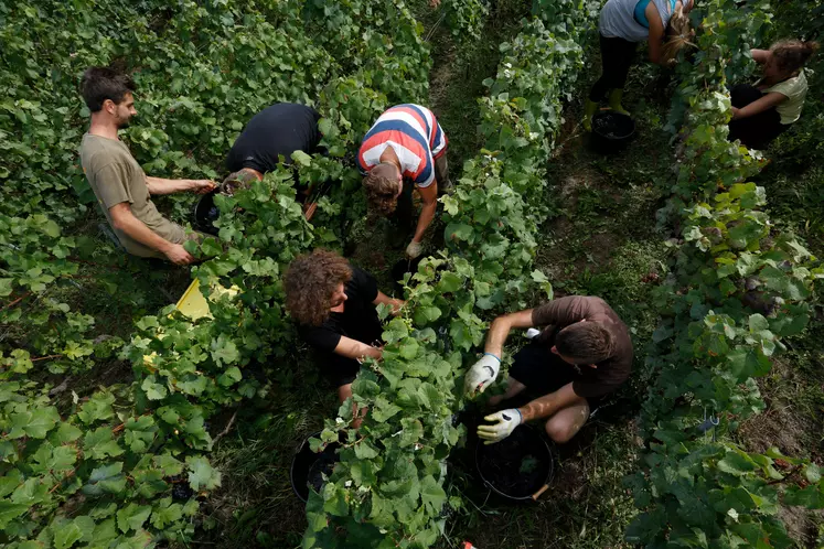 Vendanges en Champagne