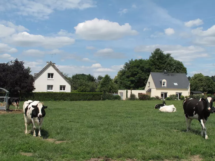 Vaches laitières pâturant devant un lotissement de maisons en zone périurbaine. 